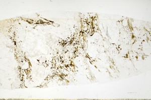 Plane Polarized, S71544