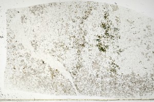 Plane Polarized, S71689