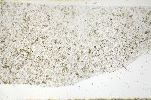 Plane Polarized, S71722