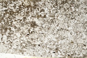 Plane Polarized, S71729