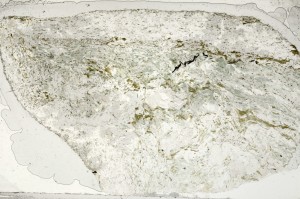 Plane Polarized, S71836