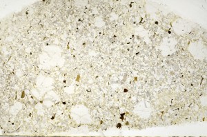 Plane Polarized, S71875