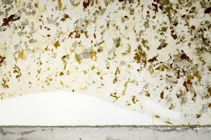 Plane Polarized, S71878