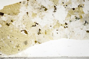 Plane Polarized, S71882