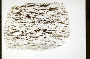 Plane Polarized, S72158