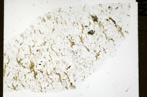 Plane Polarized, S72169
