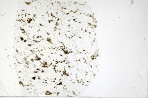 Plane Polarized, S72229