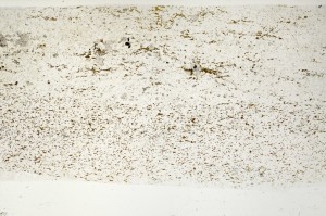 Plane Polarized, S72252