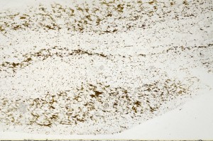 Plane Polarized, S72256