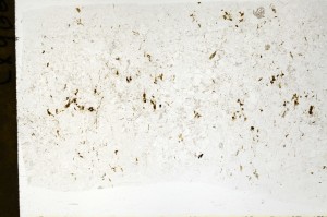 Plane Polarized, S72288