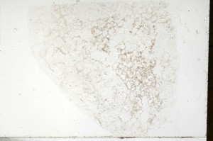 Plane Polarized, S72289