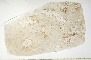 Plane Polarized, S72434