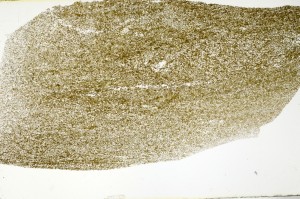 Plane Polarized, S72543