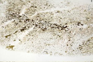 Plane Polarized, S72555
