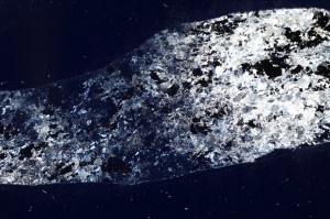 Cross Polarized, S72610