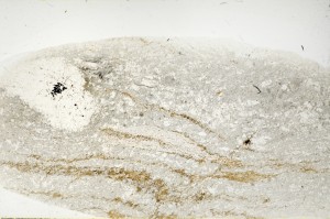 Plane Polarized, S72632