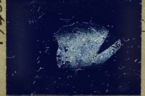 Cross Polarized, S73225