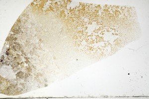 Plane Polarized, S73314