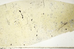 Plane Polarized, S73377