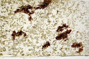 Plane Polarized, S73387