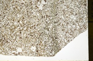 Plane Polarized, S73391