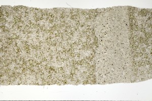 Plane Polarized, S73467