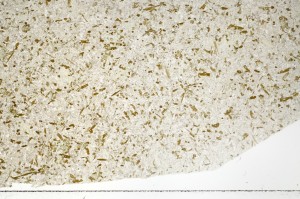 Plane Polarized, S73498