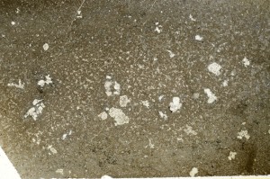 Plane Polarized, S74111