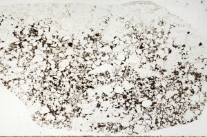 Plane Polarized, S74148