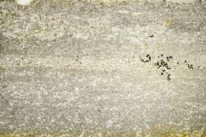 Plane Polarized, S74866