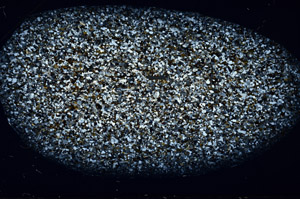 Cross Polarized, S75473