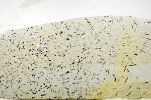 Plane Polarized, S75711