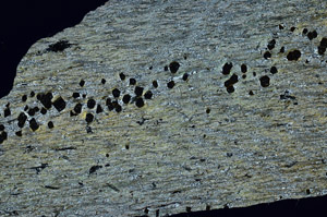 Cross Polarized, S76305