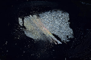 Cross Polarized, S76426/A