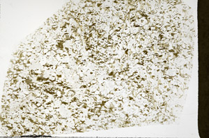 Plane Polarized, S76734