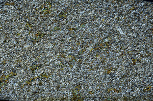 Cross Polarized, S77639