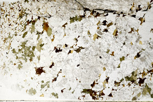 Plane Polarized, S77642