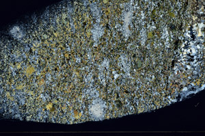 Cross Polarized, S77655