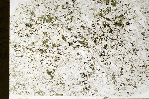 Plane Polarized, S77662