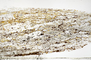 Plane Polarized, S77699