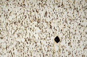 Plane Polarized, S78049