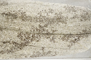 Plane Polarized, S78121