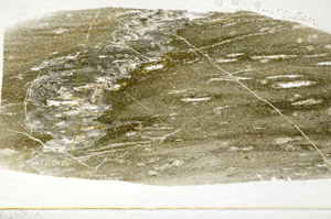 Plane Polarized, S78435