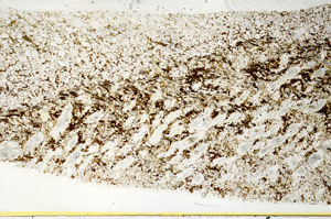 Plane Polarized, S78452