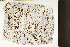 Plane Polarized, S78503