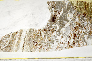 Plane Polarized, S78523