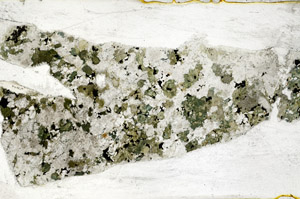 Plane Polarized, S78571