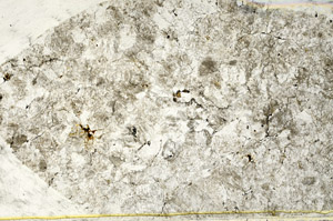 Plane Polarized, S78584