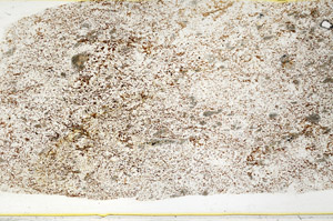 Plane Polarized, S78625