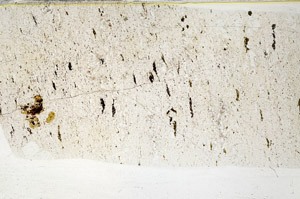 Plane Polarized, S78627